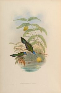 Campylopterus pampa